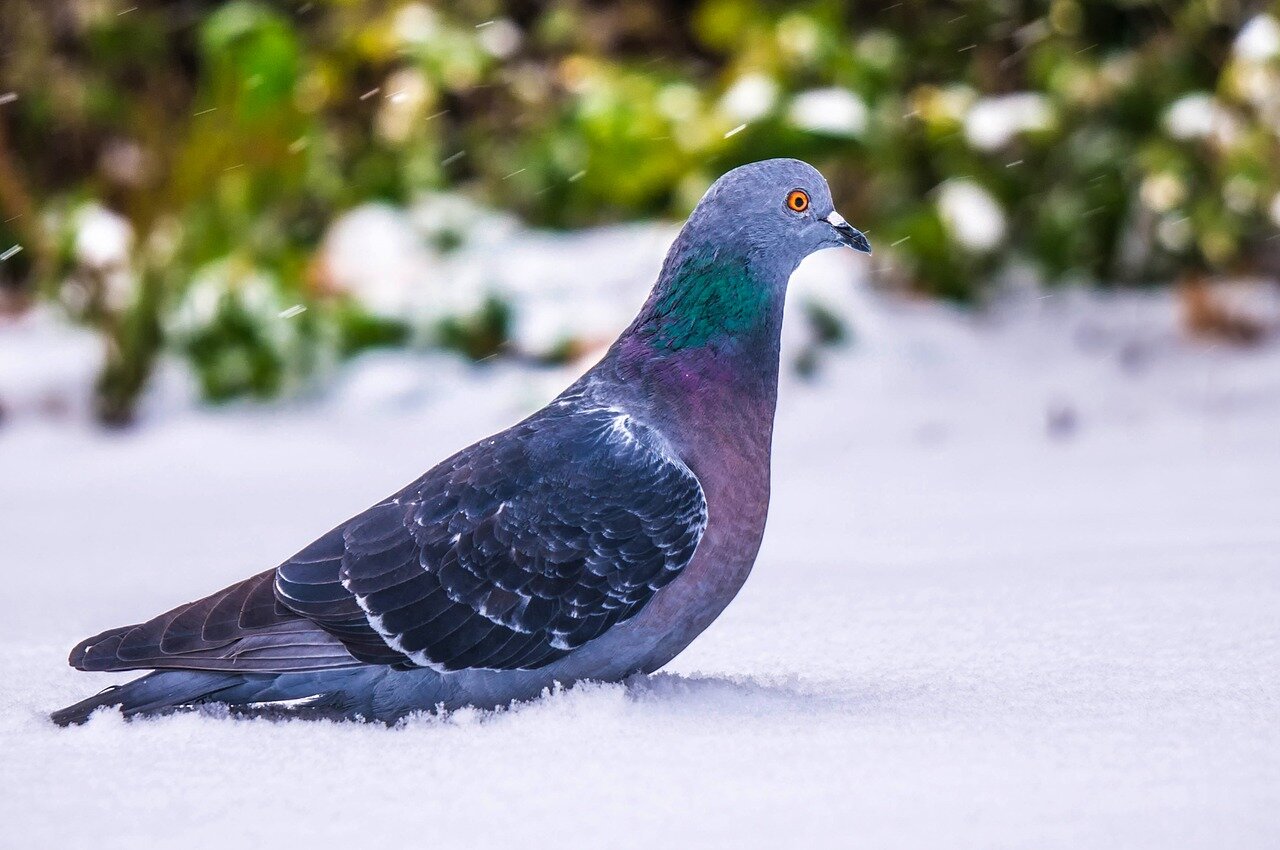 Co robią gołębie zimą? Ciekawostki o gołębiach. Jak gołębie odnajdują drogę?