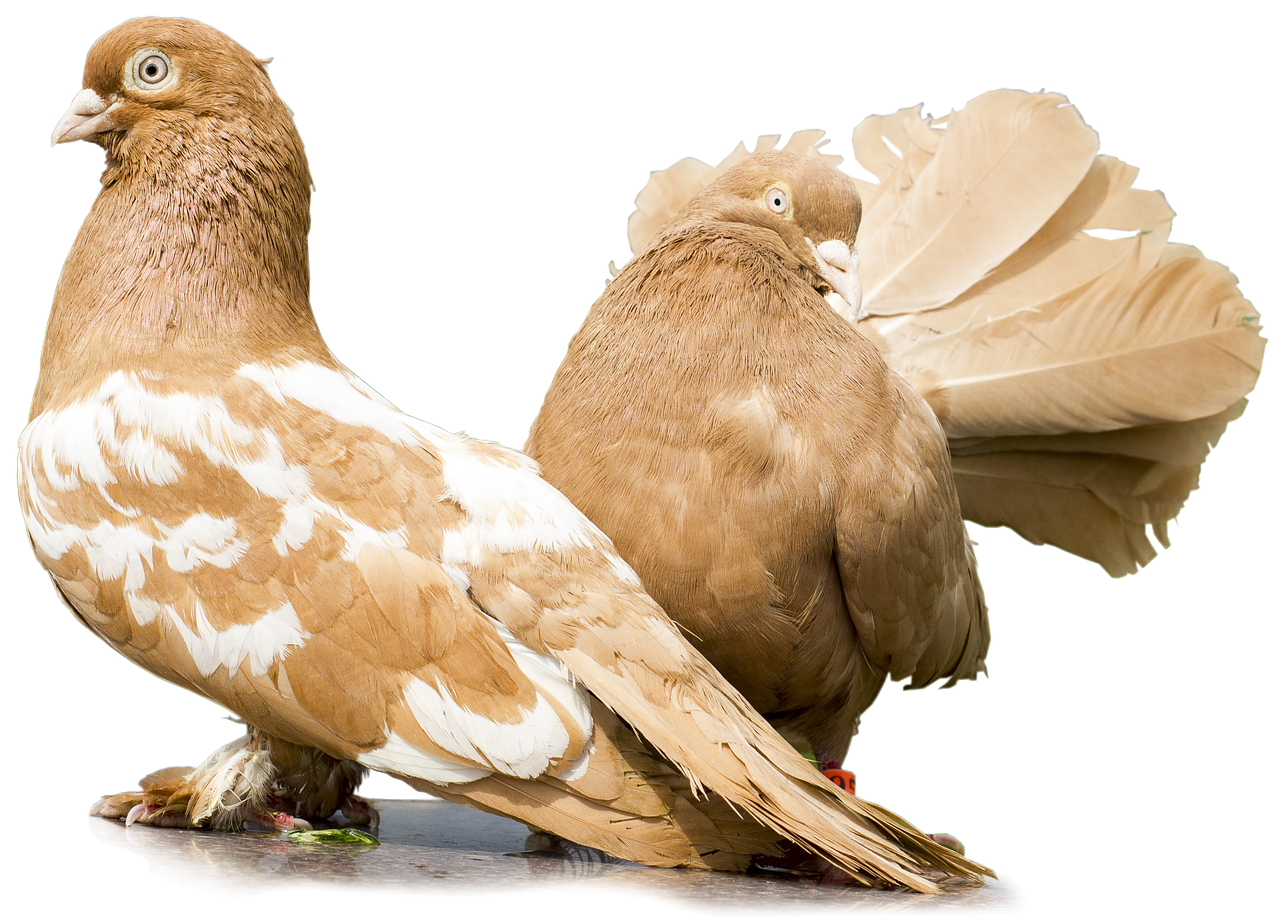 Piękne gatunki gołębi – Gołębie pawiki indyjskie. Terminy wystaw gołębi