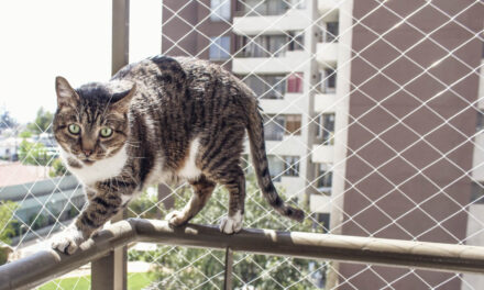Bezpieczny kot domowy – jak dobrać siatkę na okno i balkon?