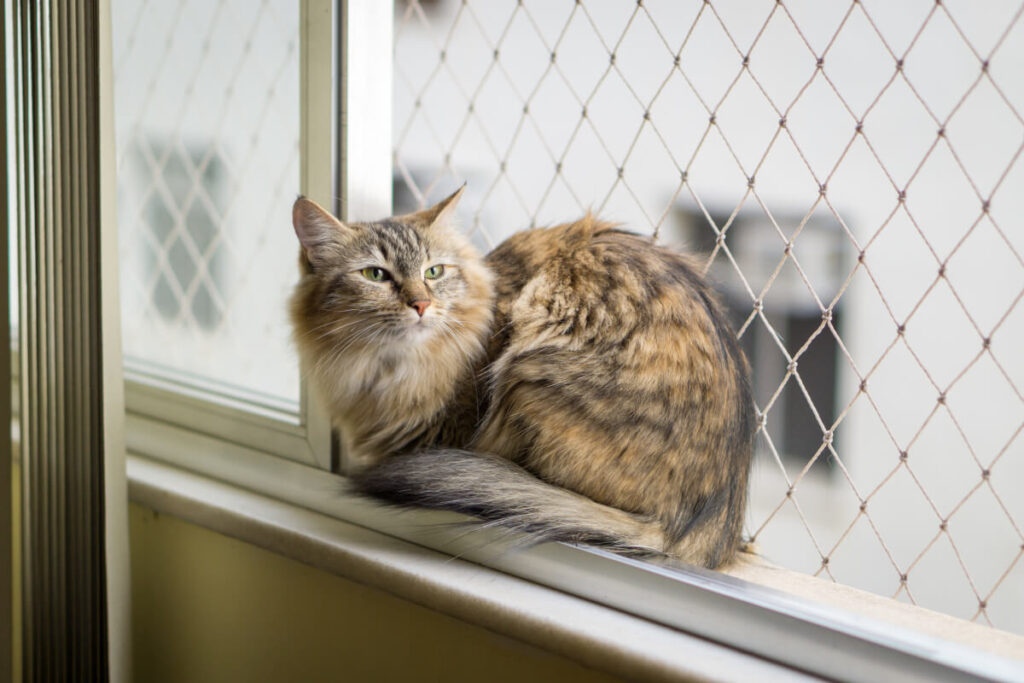 Kot i siatka na okno