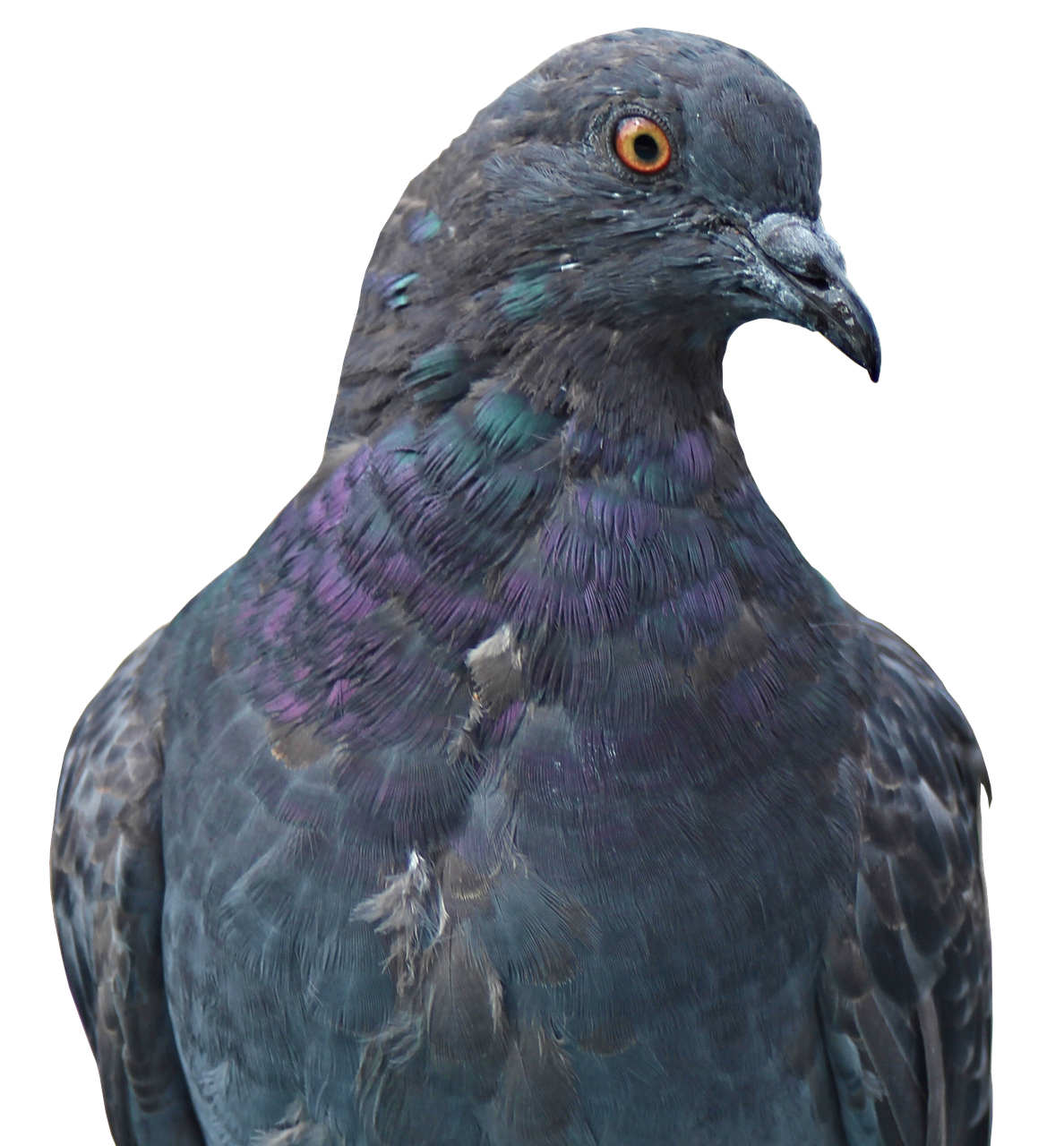 Loty gołębi młodych – Gołębie pocztowe
