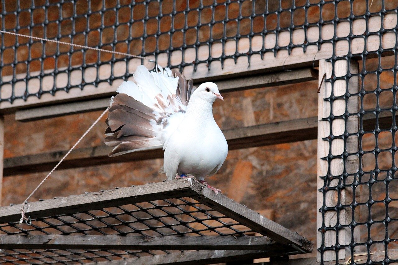 Wystawa gołębi pocztowych w Sosnowcu
