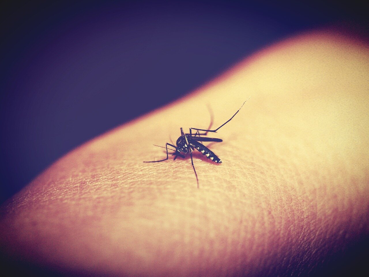 Komary i ich strach przed kadzidłami