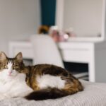 Białaczka u kota – jak leczyć