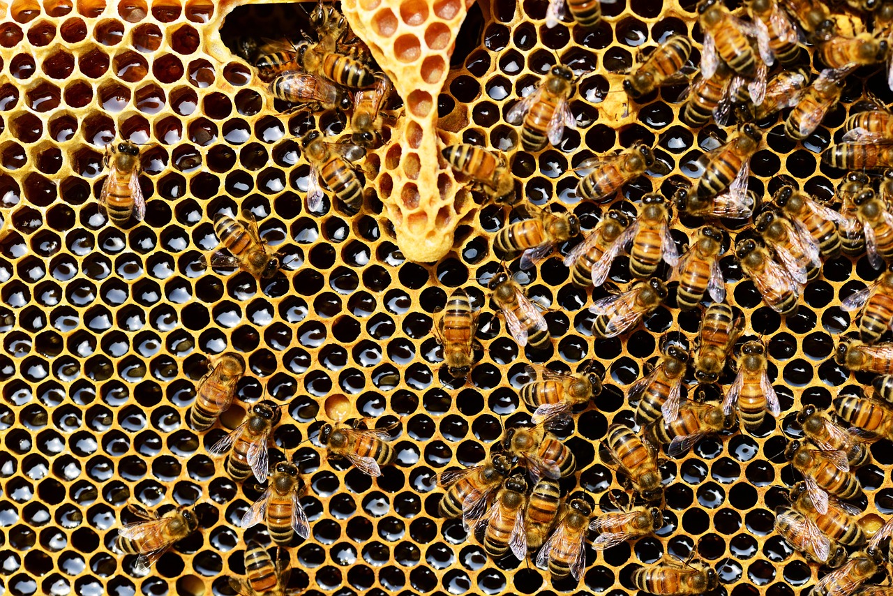 Dlaczego pszczoły robią miód?