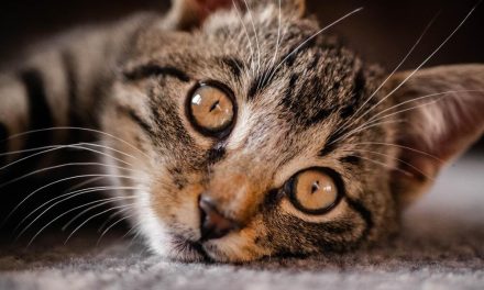 Dlaczego psom i kotom ropieją oczy? Jakie mogą być tego przyczyny?
