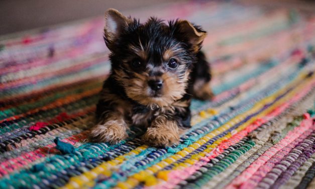 Jak nauczyć psa czystości: Poradnik dla zdesperowanych właścicieli dywanów