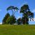 Profesjonalne Sadzenie Drzew: Klucz do Ich Długotrwałego Sukcesu