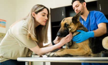 Rehabilitacja psów: Kompleksowe podejście do zdrowia i dobrostanu zwierząt