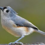 Ciekawostki o ptakach i nie tylko ptakach