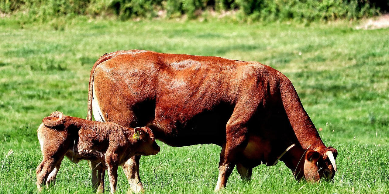 Dobrostan zwierząt gospodarskich – żywienie, profilaktyka i wyposażenie od podstaw